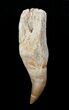 Rooted Halisaurus (Unusual Mosasaur) Tooth #4174-2
